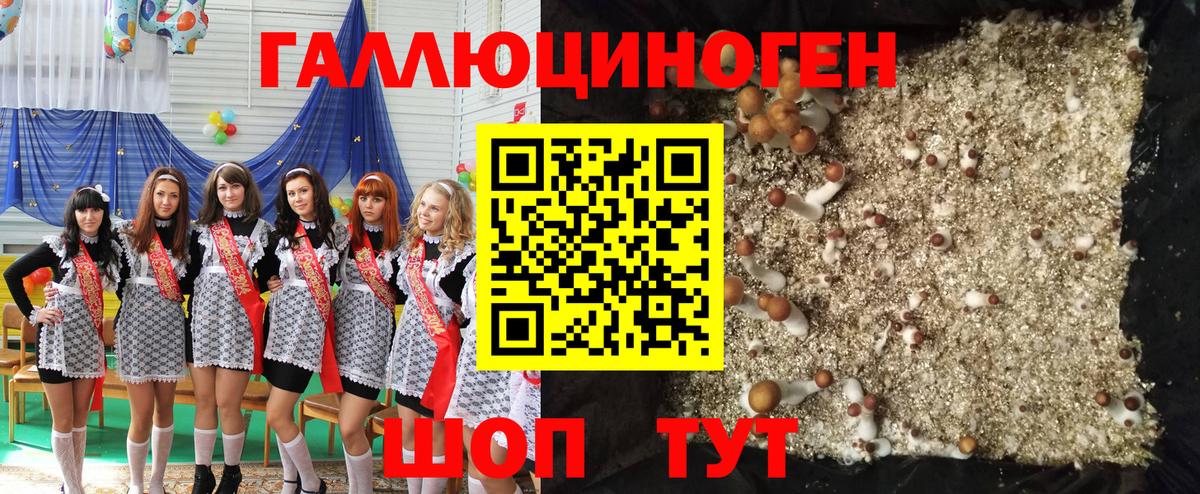 Псилоцибиновые грибы Psilocybe Усть-Джегута